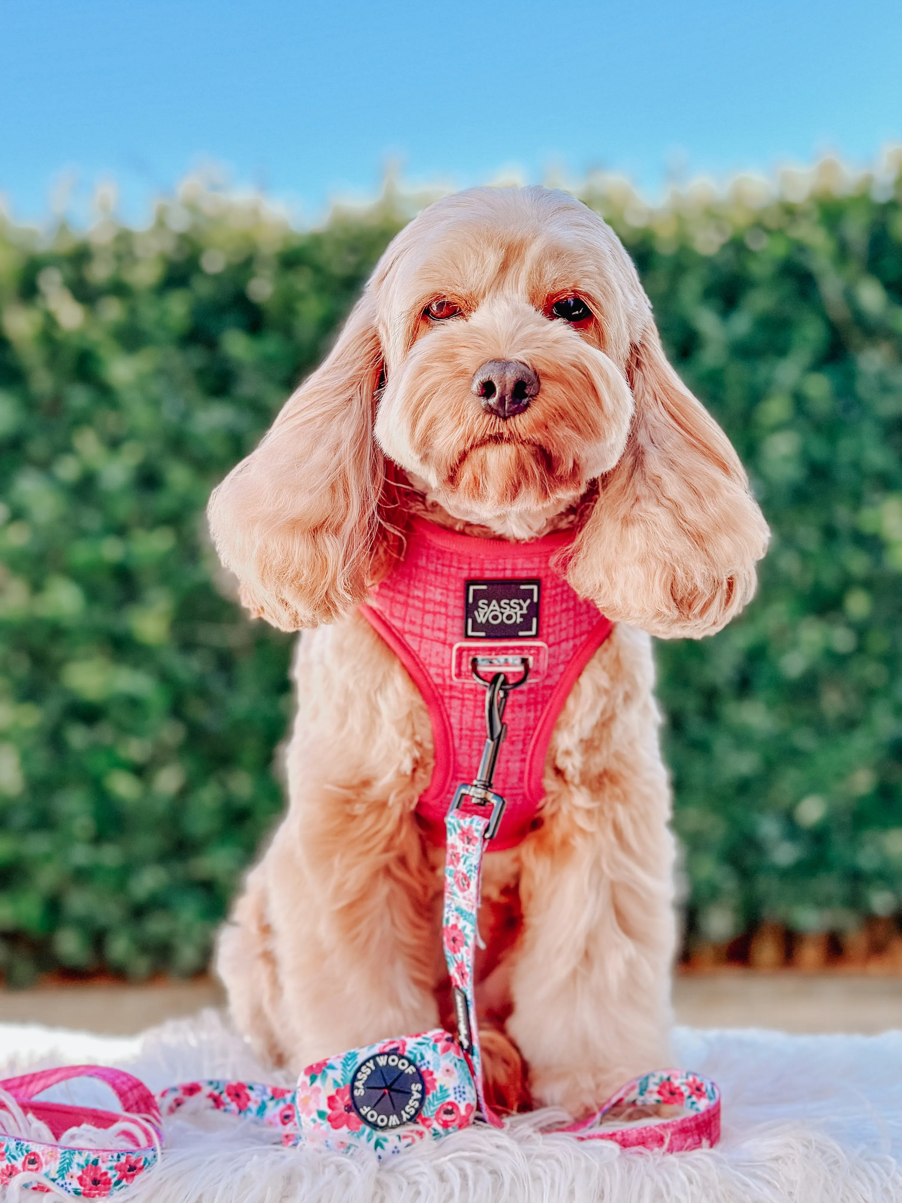 Dog Waste Bag Holder - Floral Frenzy