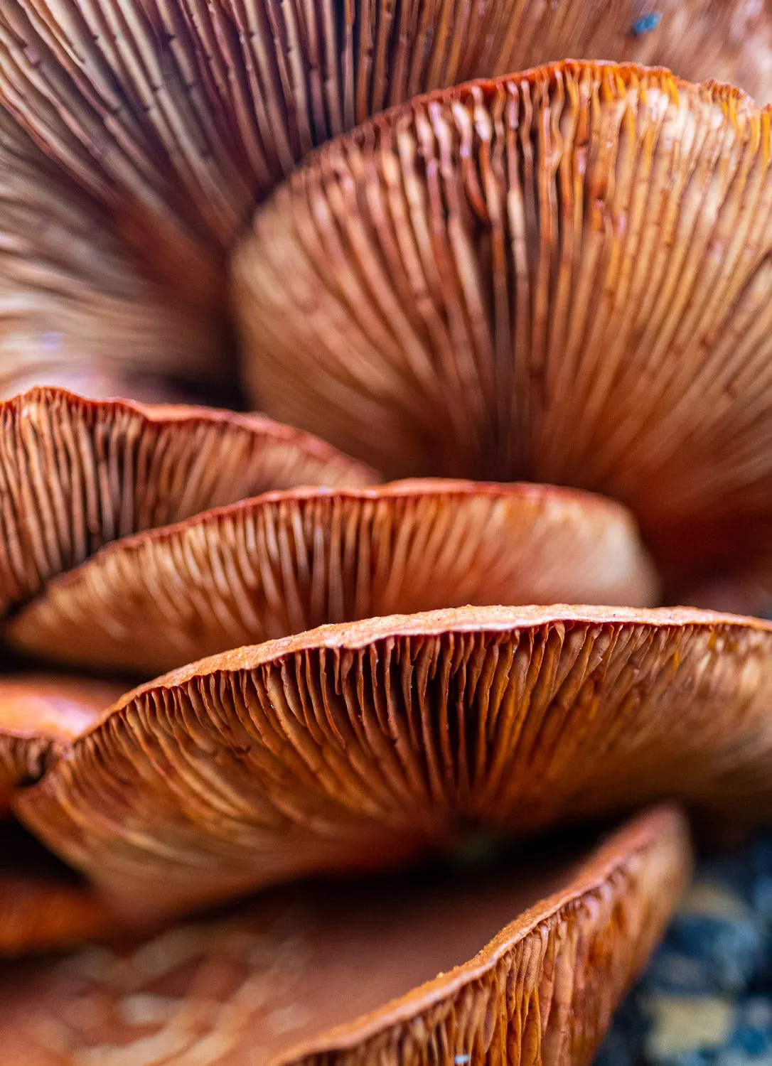 Mushroom Lover's Bag Kit